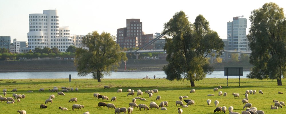 Rheinwiesen Düsseldorf mit Medienhafen